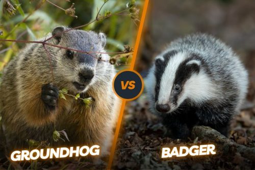 Groundhog vs Badger: The Battle of the Burrowers