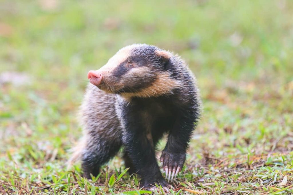 Hog badger is also included in when describing types of badgers