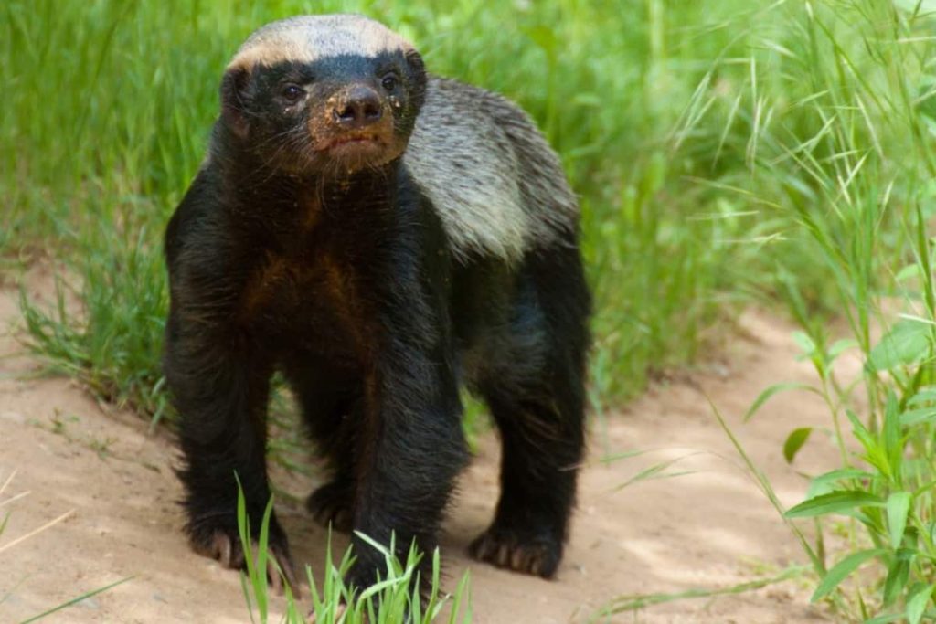A honey badger is very prominent in the badger species