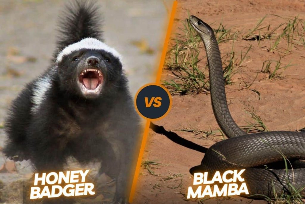Honey Badger vs Black Mamba