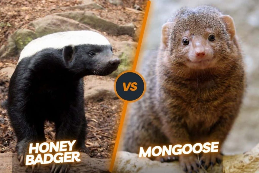Honey Badger vs Mongoose