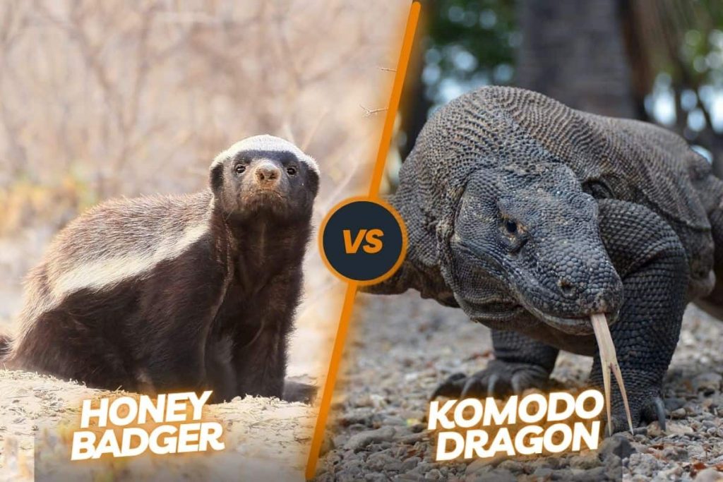 Honey badger vs Komodo dragon