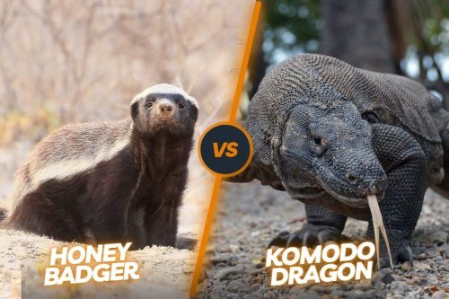 Honey Badger’s Bite vs Komodo Dragon’s Venom: A Battle of Wits