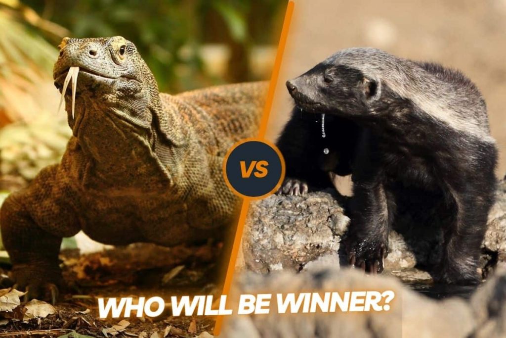 Honey badger vs Komodo dragon: who would be the ultimate winner