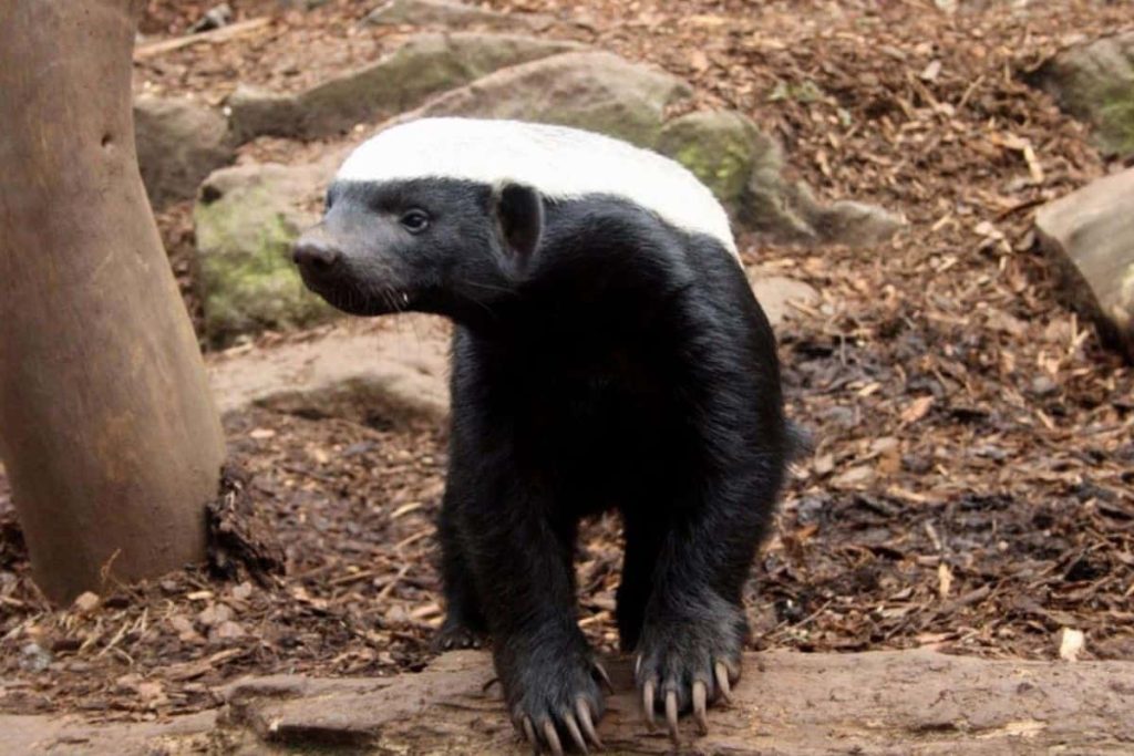 Honey badgers are Smart, fast, and sharp-clawed.