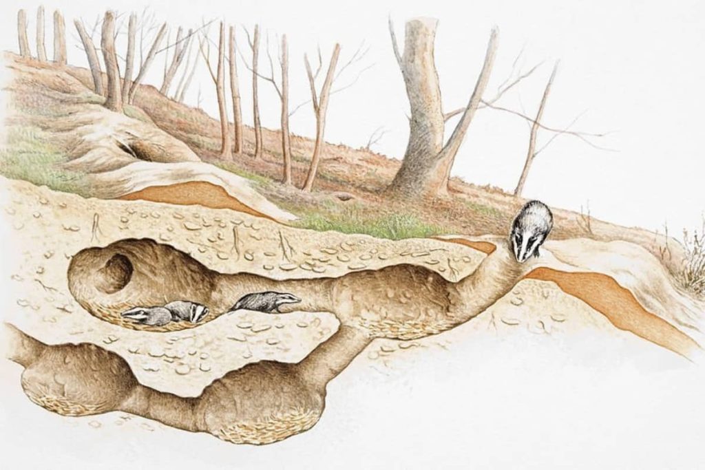 Illustration of badgers' nesting chambers and tunnels