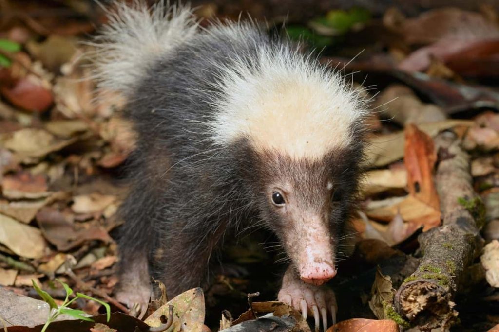 Indonesian stink badger specie