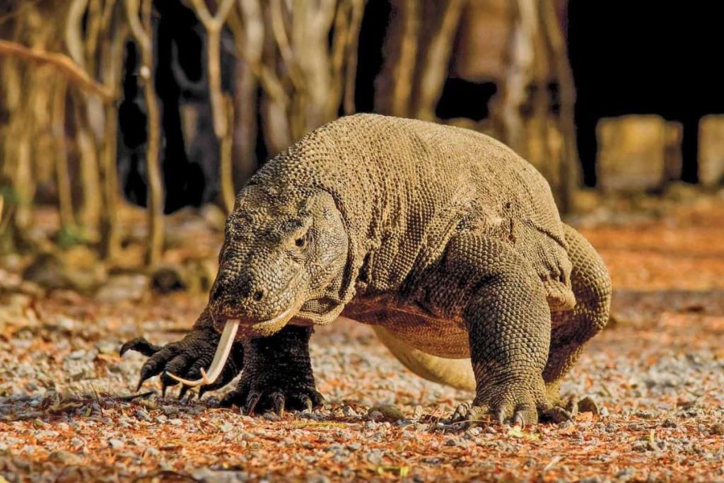 What is the main edge the Komodo dragon has over honey badger