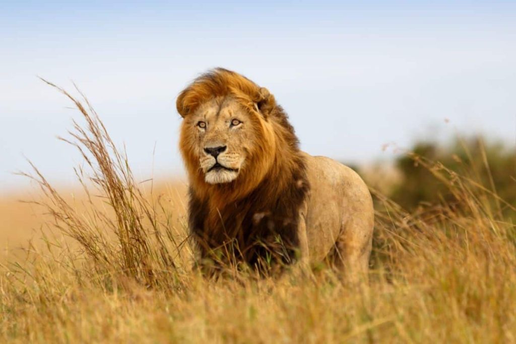 Lion powerful senses, ultimate predator