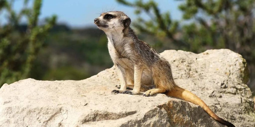 Meerkat on a large rock.