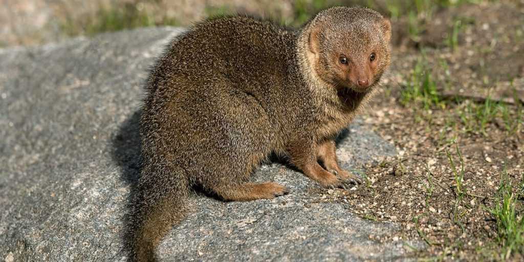 Mongoose - Example