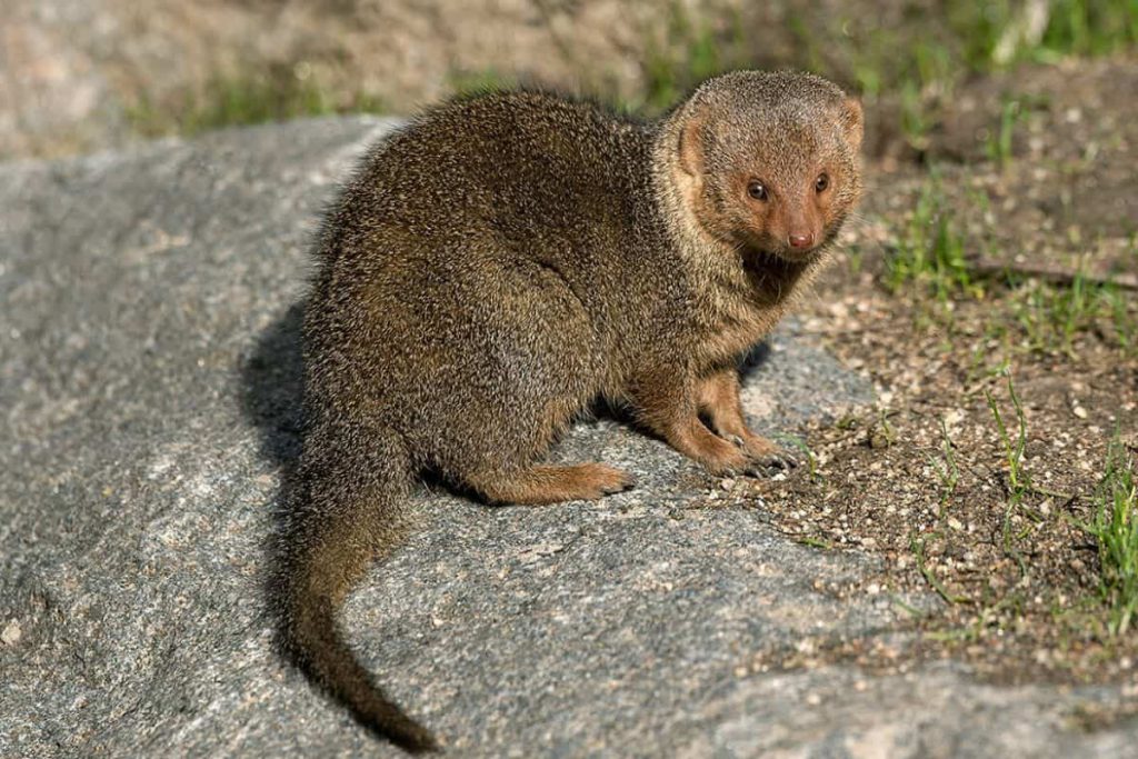 Mongoose Appearance