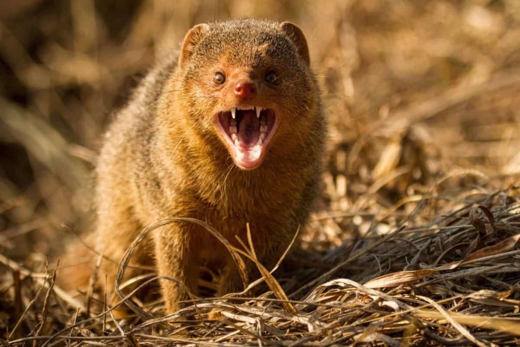 Mongooses: masters of taking down venomous prey
