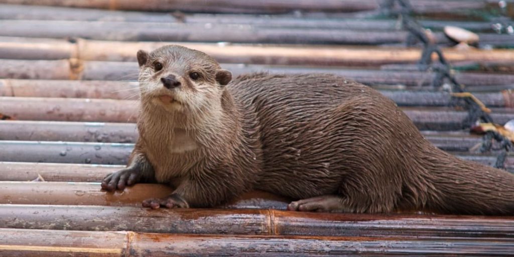 An otter after taking a bath