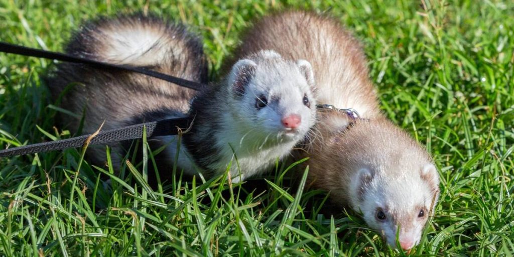 Pet Ferrets in a park