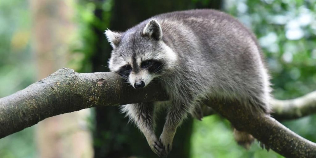 A Raccoon resting on the tree looks animals like badgers