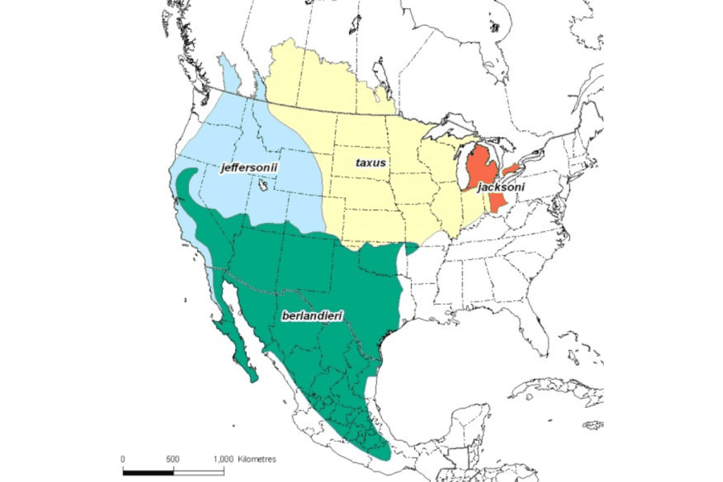 Ranges of badgers in North America
