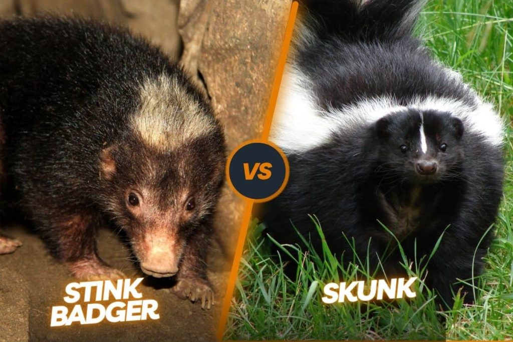 Skunk vs stink Badgers