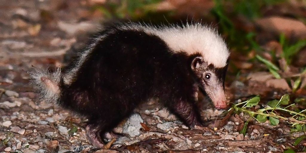 Stink badgers look very similar to badgers