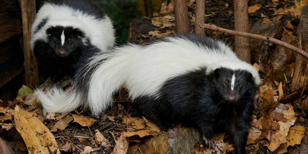 Skunks have many similarities to badgers.