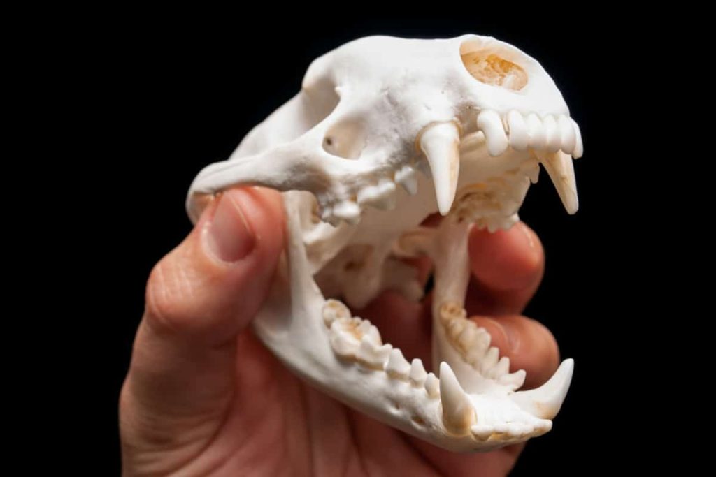 Types of badgers teeth shown in the badger skull