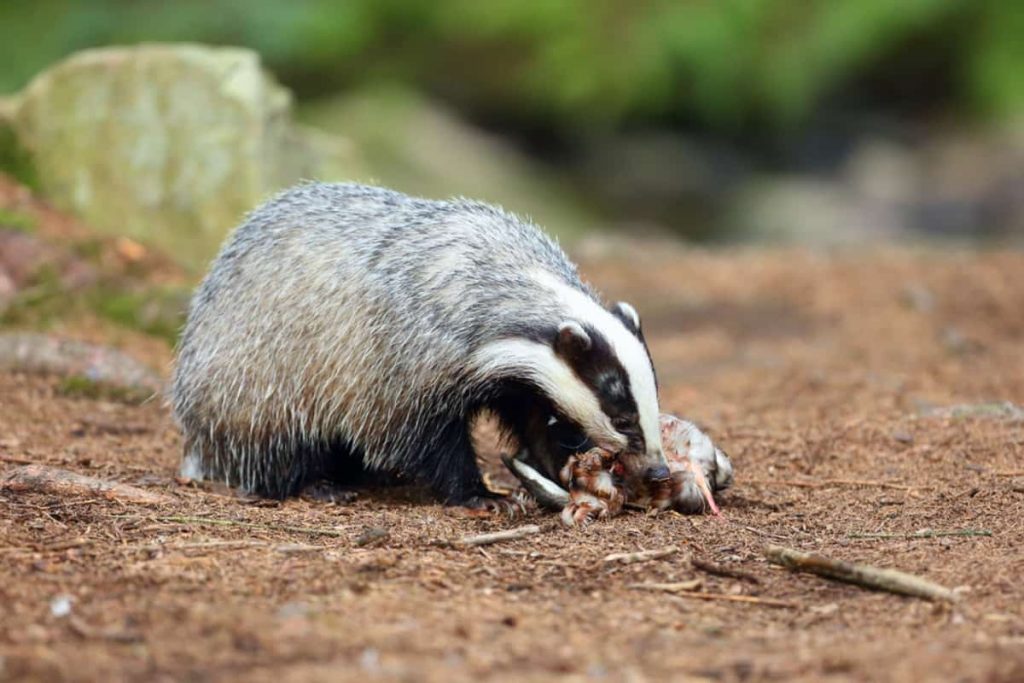 What do badgers eat - a badger eating wild duck
