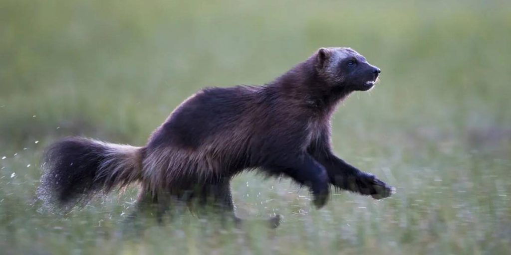 A wolverine jumping in fields.