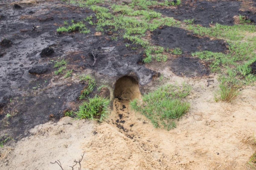 A badger entrance hole with tracks in a burned nature reserve.