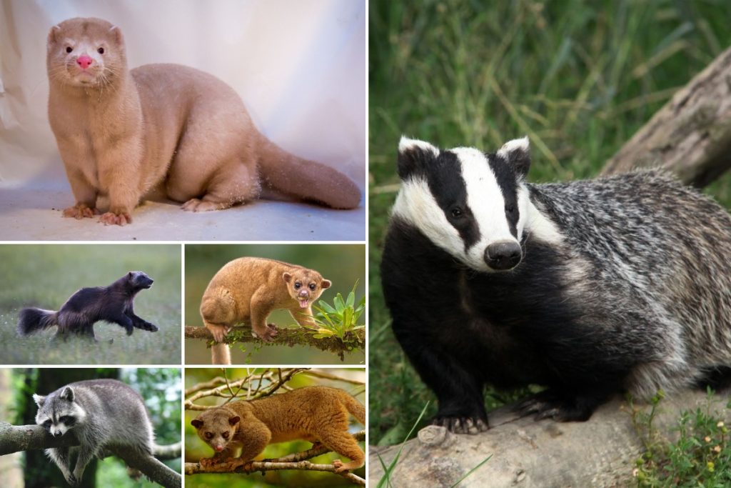 Animals like badgers | 17 animals similar to badgers