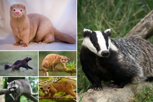 Animals Like Badgers | 17 Animals Similar To Badgers