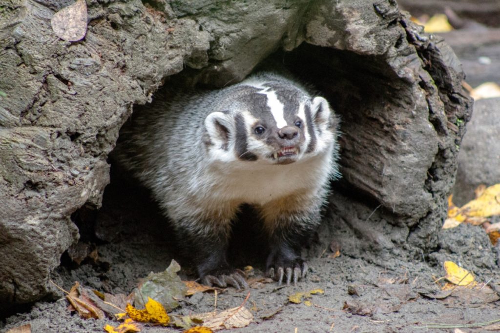 A badger coming out of its den or sett