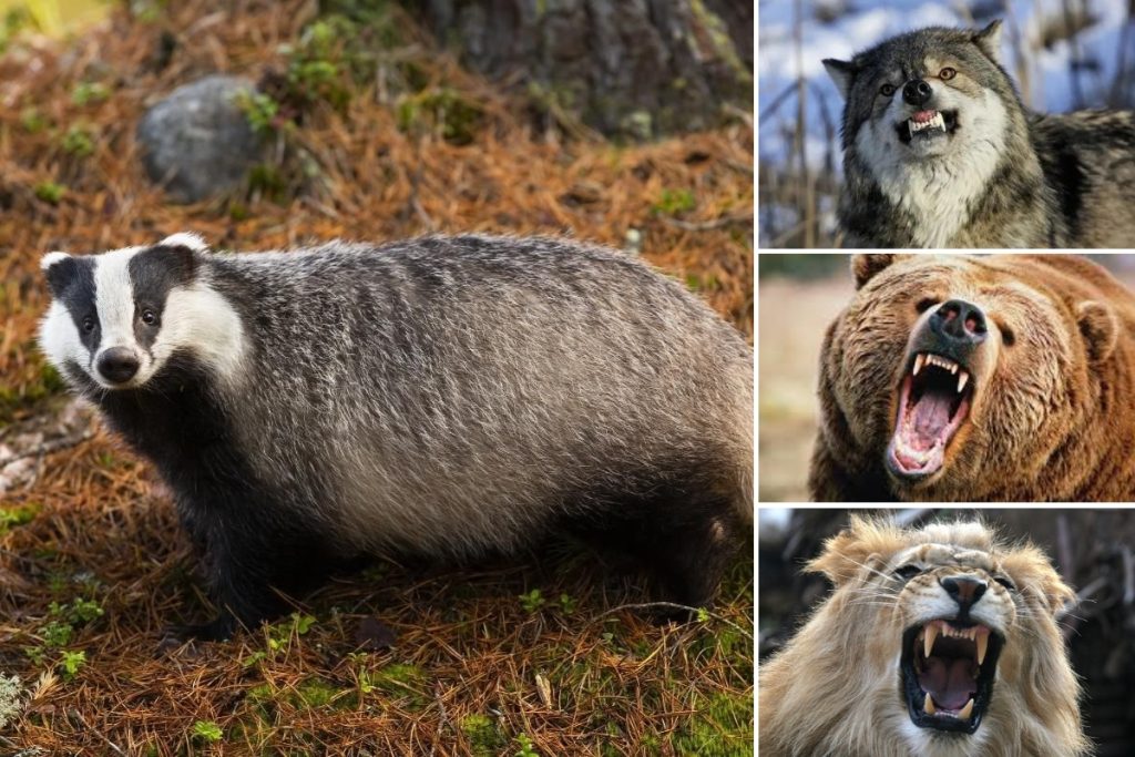 What eats a badger - badger predators