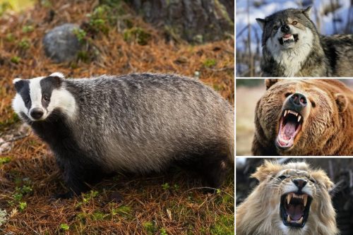 What Eats A Badger | Badgers Predators From Wolves To Eagles