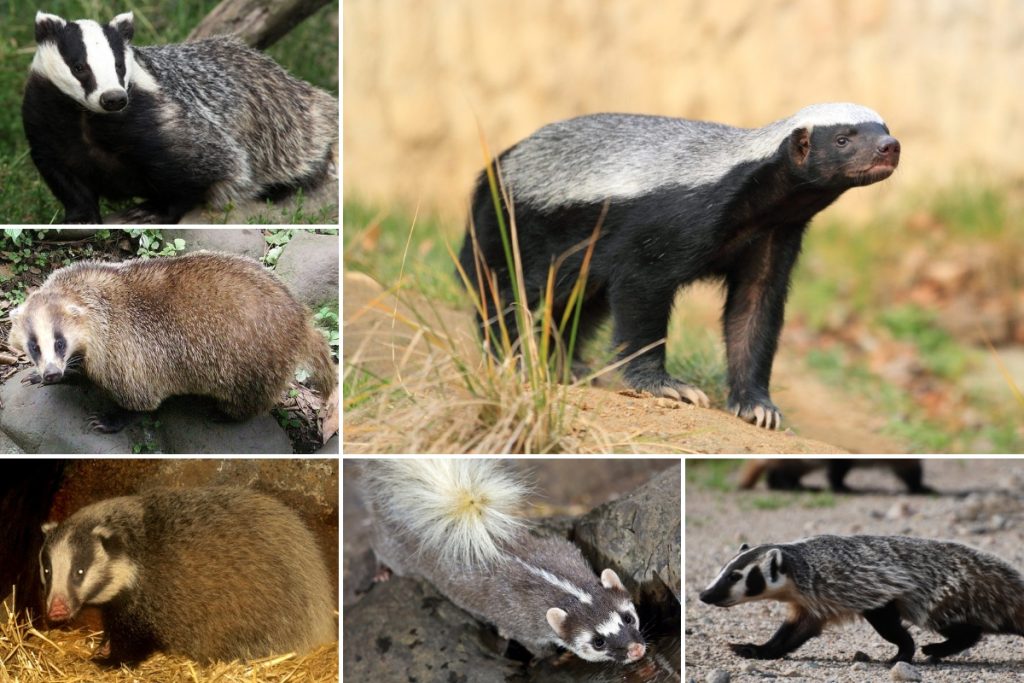 badger species - types of badgers
