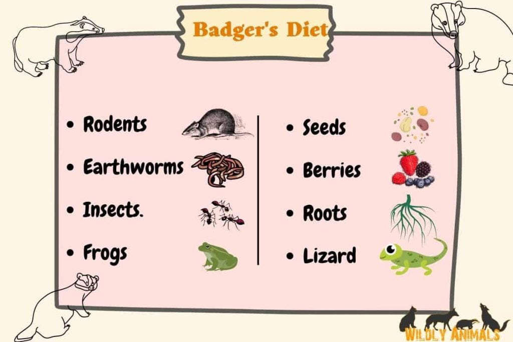 badger’s favorite food infographics