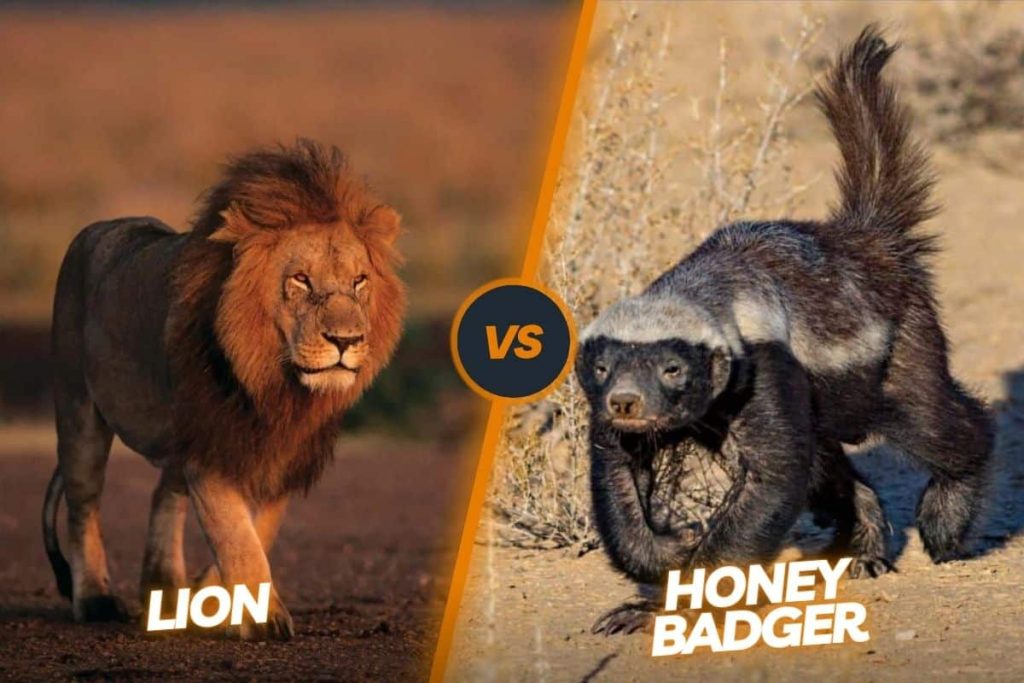 honey badger vs lion