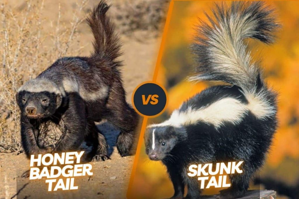 Tail distinguishes skunk from badger.