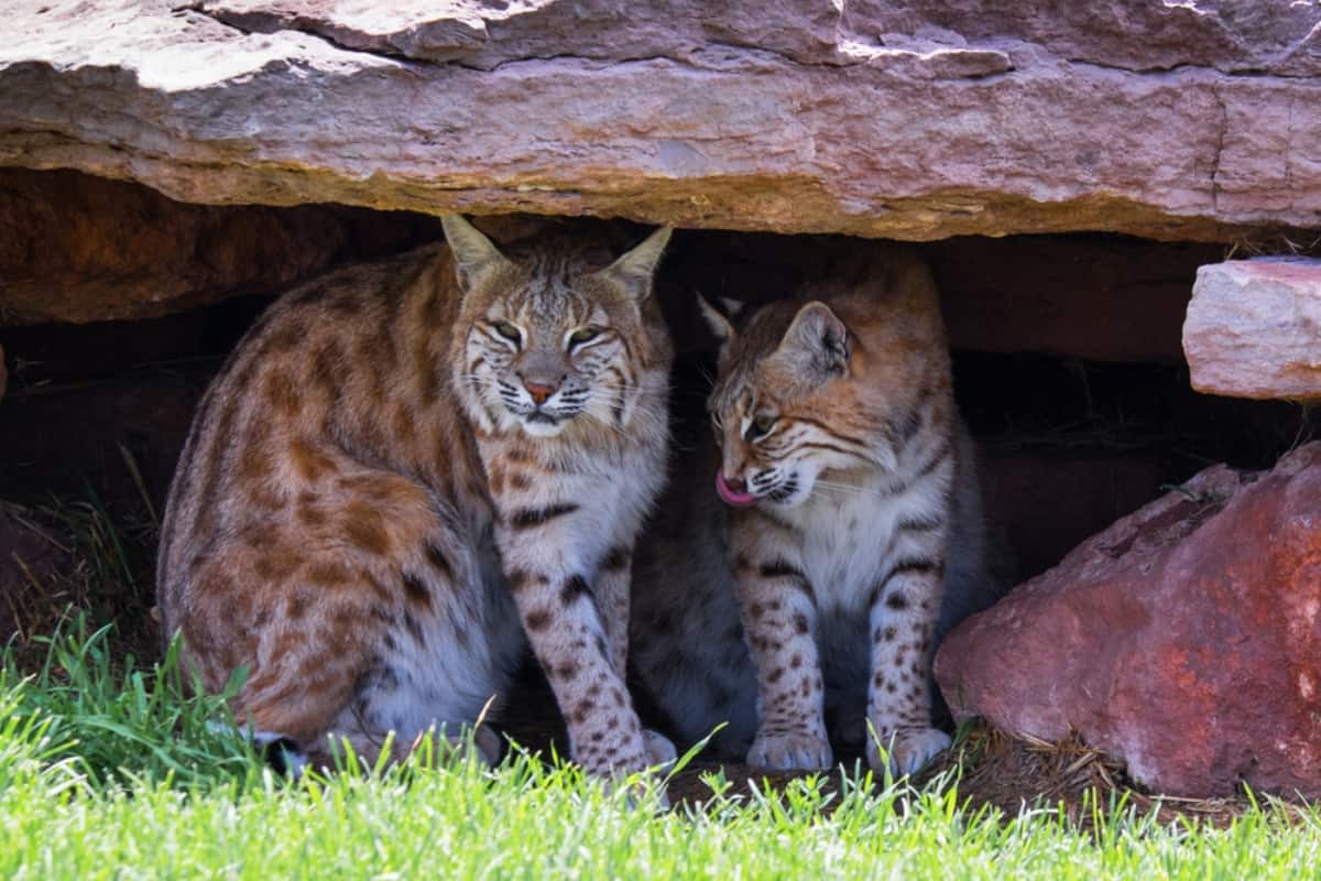 A bobcat duo at their den