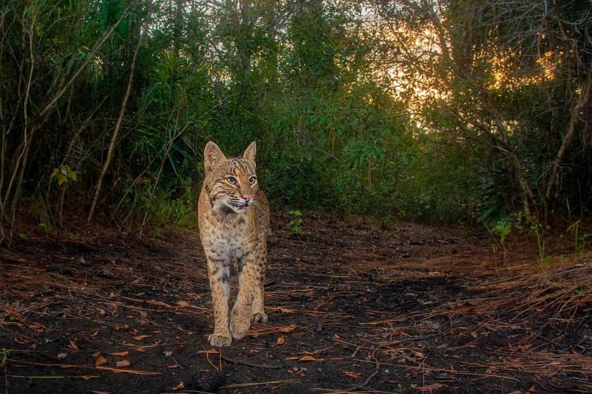 A bobcat in search of prey around dusk.