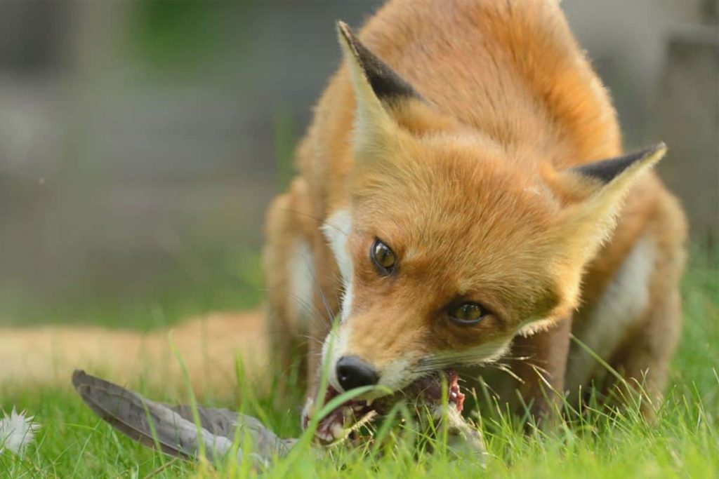 A fox eating