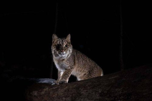 The Life Of Bobcat: Are Bobcats Nocturnal, Diurnal or Crepuscular?