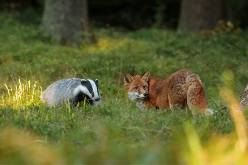 Badger Vs Fox interaction in jungle
