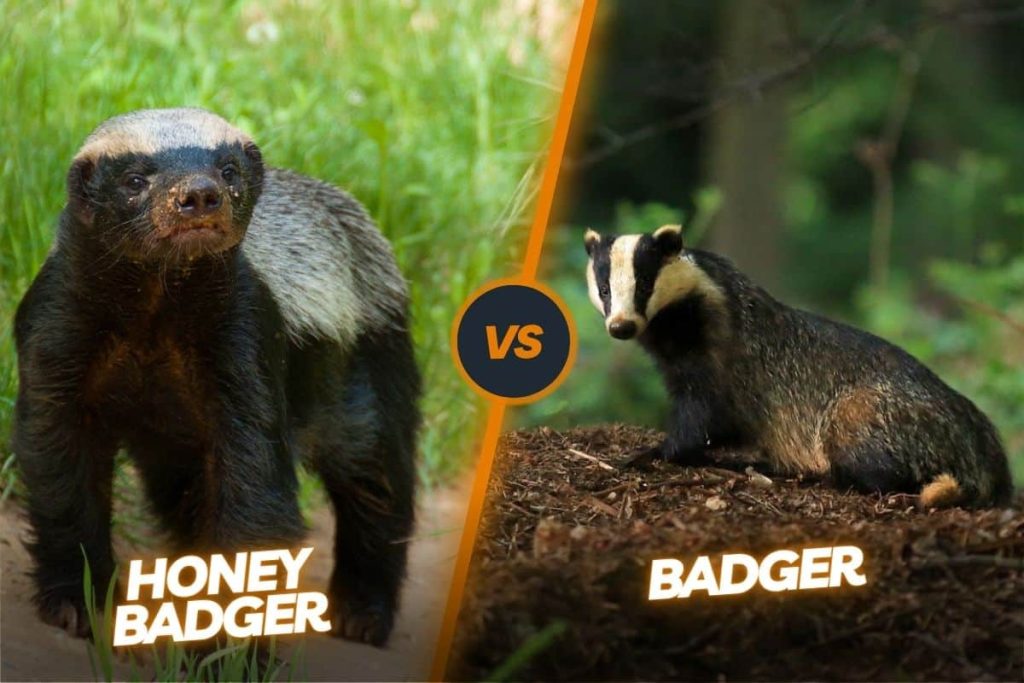 Badger Vs Honey Badger