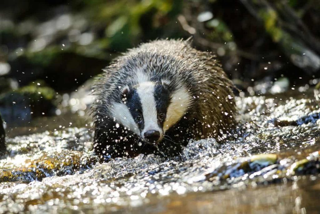 Badgers beat the heat with a refreshing bath.