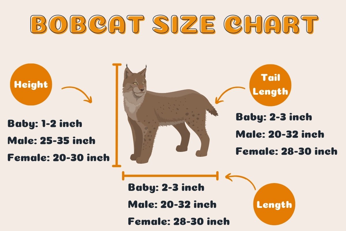 Bobcat animal size chart