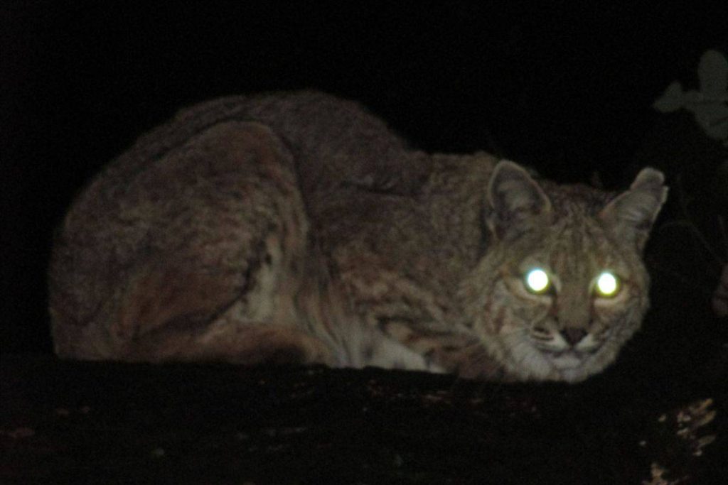 Glowing eyes of a bobcat captured at night.