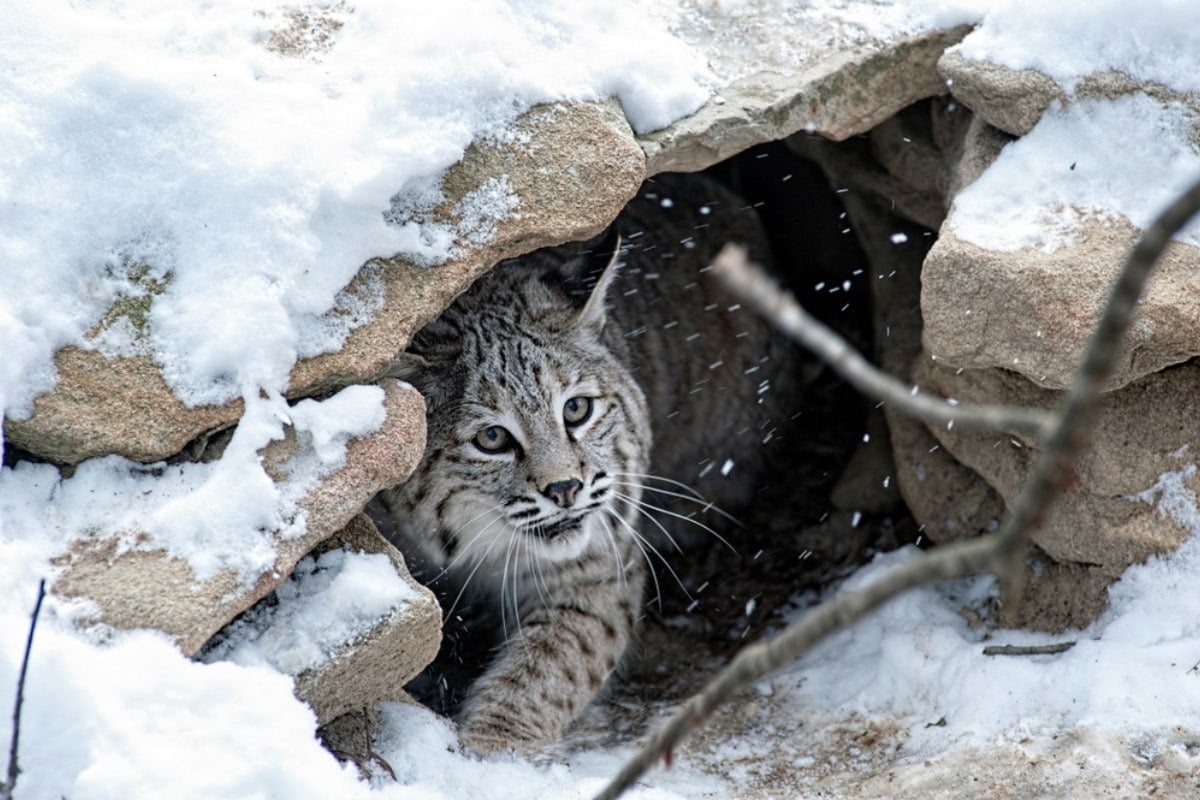 Bobcat in its rocky den for protection against snowfall