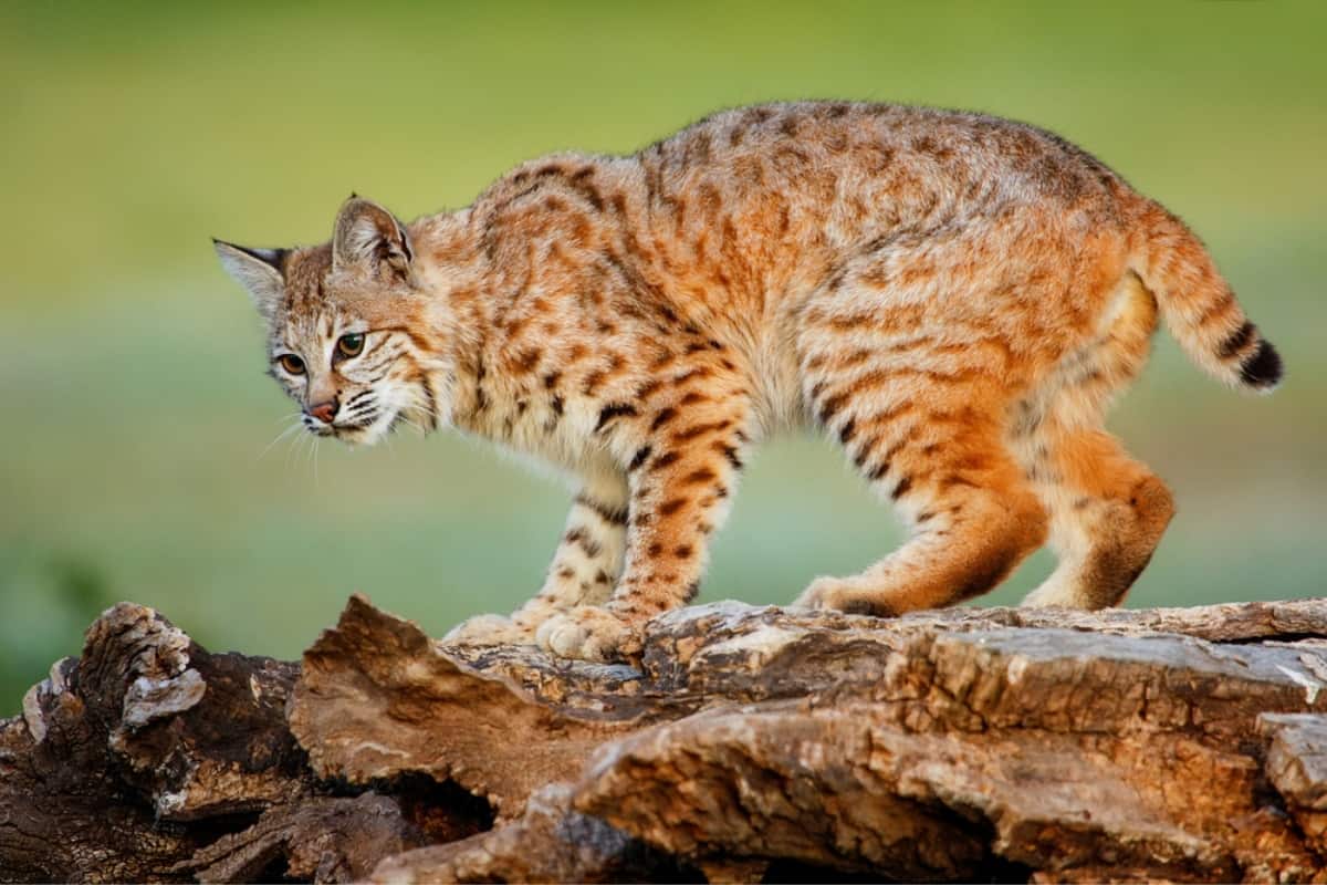 Bobcat posing on a log and showing its tail