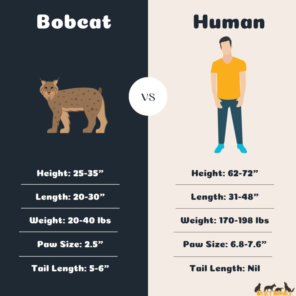 Bobcat compared to human beings