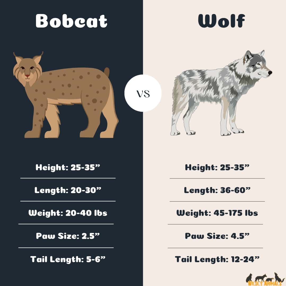 Bobcat size comparison with wolf